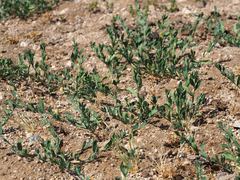 Polygonum aviculare depressum