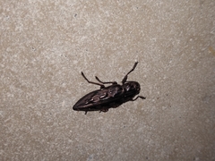 Chalcophora virginiensis