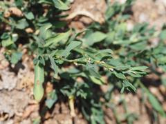 Polygonum aviculare depressum