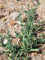 Polygonum aviculare depressum