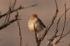 Cisticola chiniana
