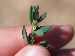 Polygonum aviculare depressum