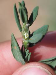 Polygonum aviculare depressum