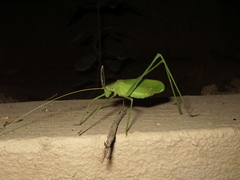 Acrometopa syriaca
