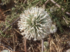 Echinops spinosissimus