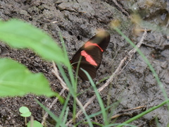 Heliconius erato hydara