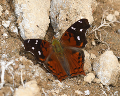 Hypanartia cinderella