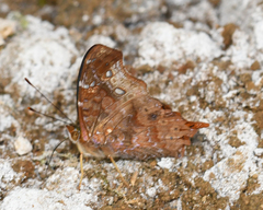 Hypanartia cinderella