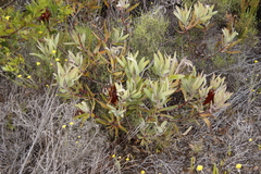Protea burchellii × lepidocarpodendron