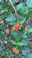 Lantana × strigocamara