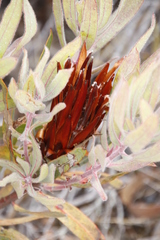 Protea burchellii × lepidocarpodendron