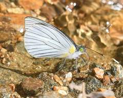 Leptophobia olympia