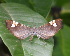 Macrosoma subornata