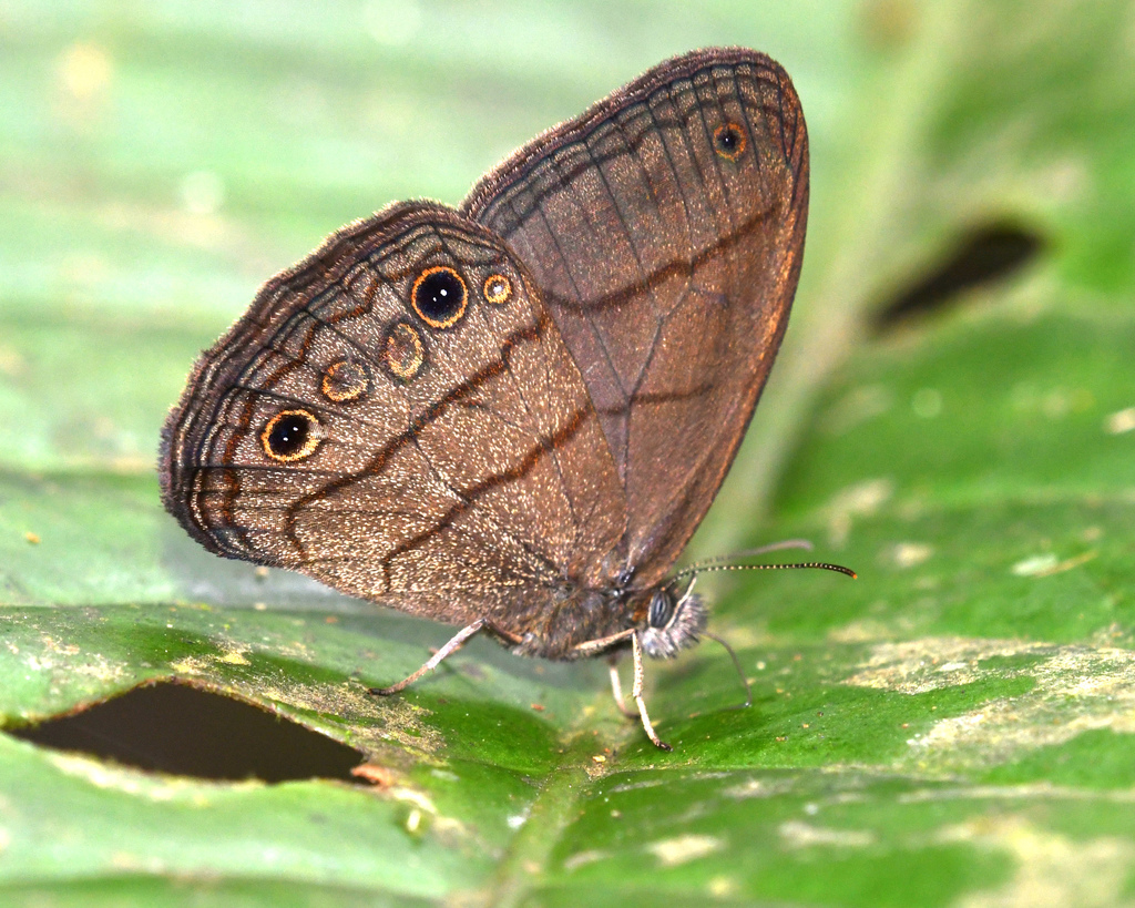 Euptychia mima