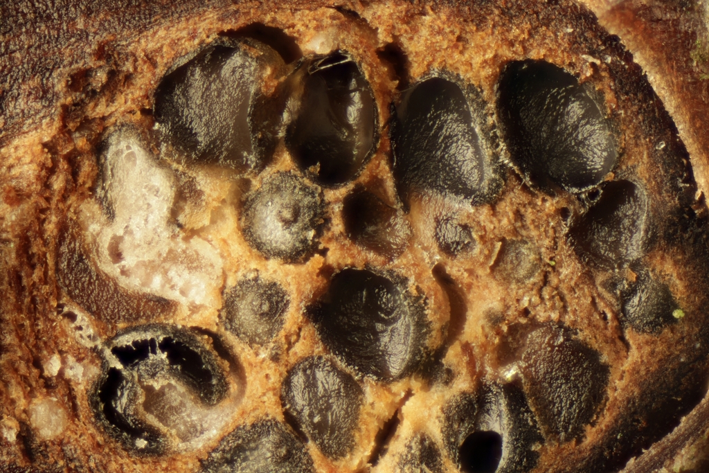 Dendrostoma