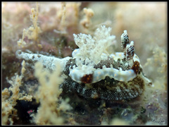 Goniodoris joubini