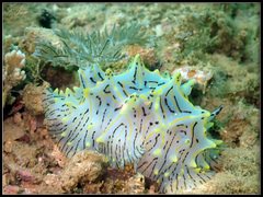 Halgerda willeyi