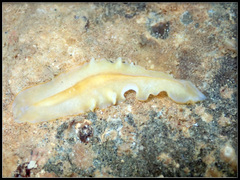 Prosthiostomidae