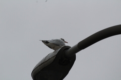 Chroicocephalus ridibundus