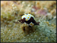 Colpodaspis thompsoni