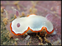 Goniobranchus rubrocornutus