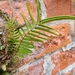 Ladder Fern - Photo (c) stinger, some rights reserved (CC BY), uploaded by stinger