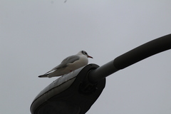 Chroicocephalus ridibundus