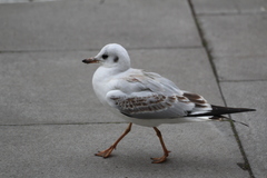 Chroicocephalus ridibundus