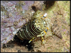 Gnathophyllum americanum