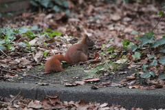 Sciurus vulgaris