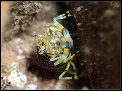 Gnathophyllum americanum