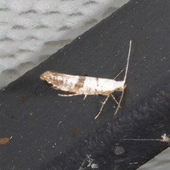 Argyresthia curvella