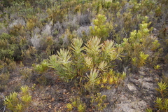Protea burchellii × lepidocarpodendron