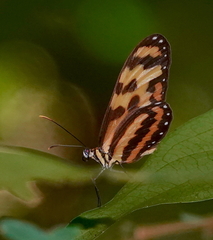 Mechanitis menapis occasiva