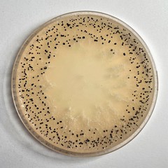 Sclerotinia