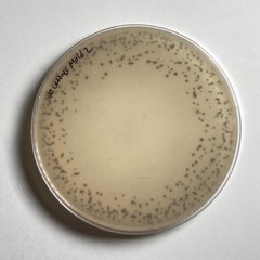 Sclerotinia