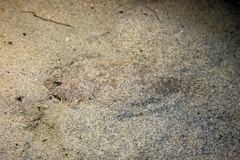 Arnoglossus laterna