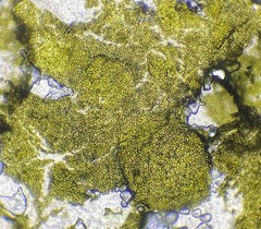 Sclerotinia