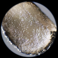 Sclerotinia