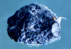 Sclerotinia