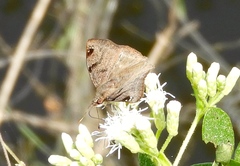 Arteurotia tractipennis