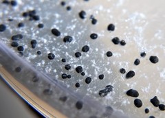 Sclerotinia
