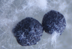 Sclerotinia