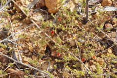 Aspalathus retroflexa retroflexa