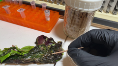 Sclerotinia