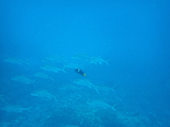 Seriola