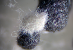 Sclerotinia