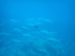 Seriola