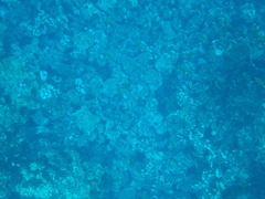 Scarus rubroviolaceus