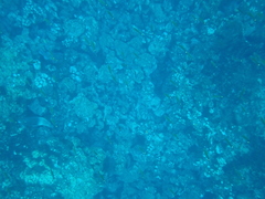 Scarus rubroviolaceus